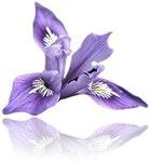 IRIS Floral POS logo